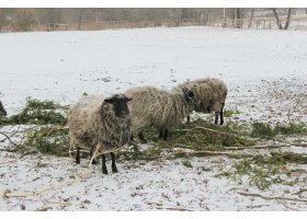 Zima w Dolinie Charlotty, fot.W.Wolski